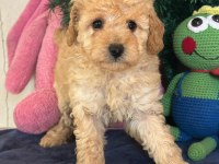 Yasal Çiftlikten Toy Poodle Yavru