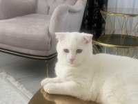 Scottish Fold Erkek Kedime Dişi Kedi Arıyorum