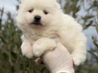 Erkek pomeranian boo köpeği