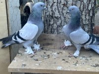 Tek, Toplu Veya Takım Güvercinler