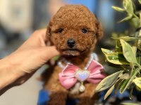 Orijinal güler yüzlü show kalite poodle yavrumuz