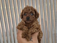 Orjinal poodle yavrular