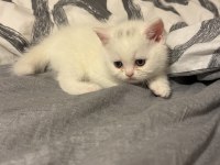 Eğitimleri Tam Kediler Yeni Yuvasını Arıyor