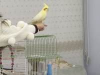 7 Aylık Sultan Papağanı