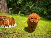 Toy Poodle Yavrular Aynı Gün Gönderim Ve Kapıda Ödeme