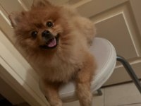 Pomeranian Boo Köpeğimize Dişi Arıyoruz
