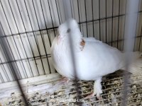 Satılık Her Çeşit Güvercinler Yavru Yumurta Muayer