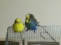 Sağlıklı Çift Muhabbet Kuşu