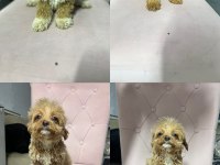 Her renk maltipo bebekler