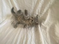 Scottish Fold & Straight Yavrularımız