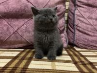 55 günlük erkek kedimiz