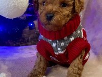 Dünya Tatlısı Toy Poodle Yavruları