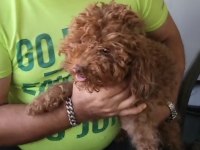 Korekan Toy Poodle Bebekleri