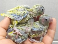 Elle beslemeye yapmak isteyenler için forpuslar