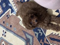 3 Aylık Erkek Toy Poodle Yavru