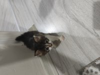 Kedimize Merhametli Bir Yuva Arıyoruz