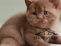 Dubai Çikolatası Tadında Chocolate British Shorthair