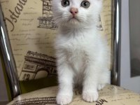 Scottish fold erkek beyaz nevşehir