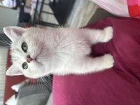 Erkek British Shorthair 2 Aylık