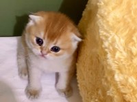 Safkan Golden Ny11 Yeşil Gözlü Sarışın Erkek Scottish Bebek