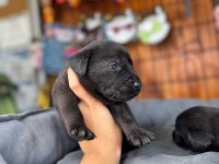 Labrador Sevgisi Burada Başlıyor!