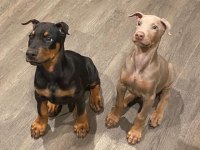 Sağlık Ve Irk Garantili Doberman