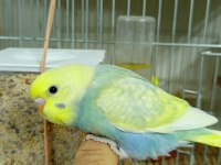 Yuvadan Yeni Çıkmış Muhabbet Kuşu Yavrularımız