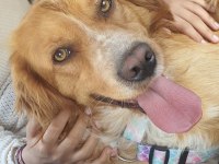 Altın Kalpli Köpeğimiz Chucky İçin Ömürlük Yuva Arıyoruz