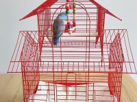 Erkek 3 Aylık Cennet (Sevda) Papağanı