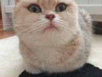 Ay12 Blue Golden British Shorthair Full Anne-Baba Şecere