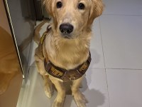 6 aylık erkek golden retriever ücretsiz sahiplendirme