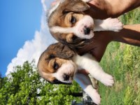 A Kalite Beagle Bebekler