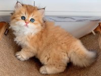 Efsane Güzellikteki Golden British Longhair Ny12