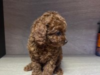 Kore 56 Günlük Toy Poodle Dişi Ve Erkek Yuva Arıyor