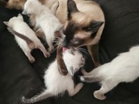 Mükemmel Güzellikte Siyam Kedisi Kızlarım