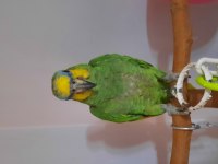 Amazon Papağanımız 7 Aylık