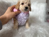 Orjinal maltipoo yavrular