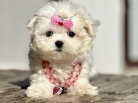 Maltese Terrier Kore Safkan Mini Yavrularımız