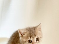 Sessiz Ve Tatlı: Sevgi Dolu Gri British Shorthair