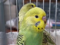 Öğretmenden Evde Beslenen Yavru Muhabbet Kuşları