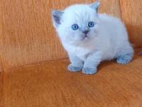 Süper Kalite British Shorthair Yavrular