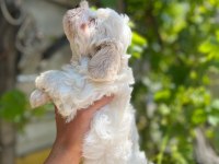 Terrier Maltese 0 Numara