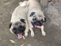 Kaliteli Pug Mops