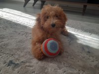 Enerji bombası safkan poodle