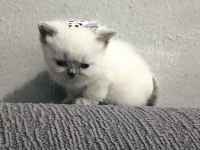 2 Aylık British Shorthair Pluepoint Yavrularım