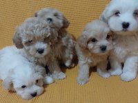 Maltipoo Bebeği Köpekler