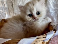 Golden Ve Silver British Longhair Bebekler