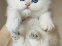 Kocaeli show kalite safkan british longhair yavrular