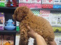 Poodle Erkek Yavrumuz Yeni Ailesini Beklemektedir