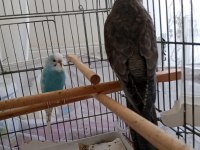 6 Aylık Dişi Sultan Papağanı